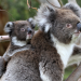 Australien
