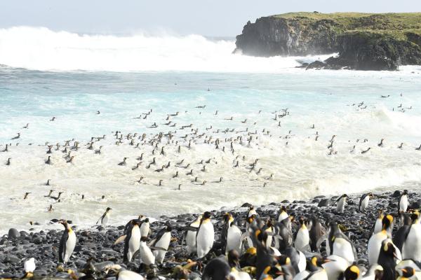 Bild 1 von 9: Im Bild: Königspinguine.