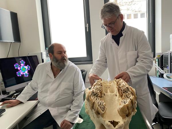 Bild 1 von 8: Aus dem Knochenstaub von alten Schädeln gewinnen Forschende des Instituts für Zoo- und Wildtierforschung in Berlin wichtige Genbausteine für gesunde Nashörner.