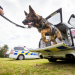 Hunde im Einsatz