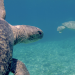 Die Wächter des Great Barrier Reef - Die Schildkröten von Raine Island