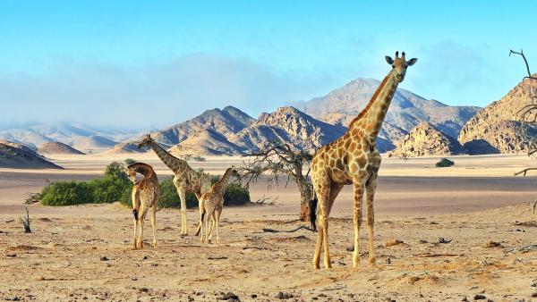 Bild 1 von 15: Giraffen verfügen über spezielle physiologische Anpassungen, um im heißen Wüstenklima überleben zu können.
