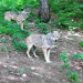 Abenteuer Wildnis