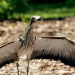 Hotspots der Tierwelt