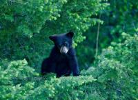Die Rockies - Überleben in der Wildnis