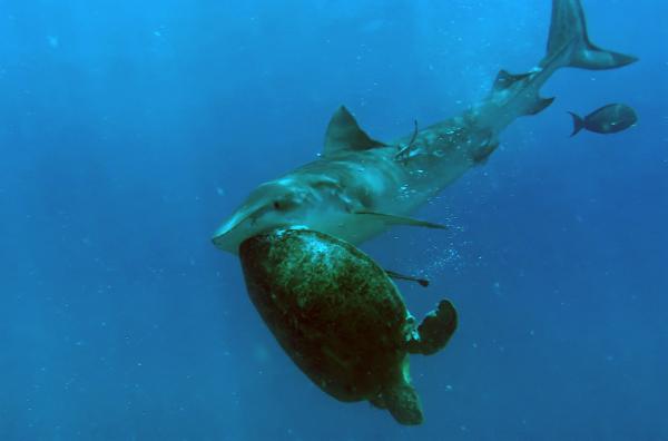 Bild 1 von 5: Das Great Barrier Reef wird von perfekt angepassten Jägern wie dem Tigerhai beherrscht. Auf offener See, nahe der Riffe, nutzt er Geschwindigkeit und Präzision, um seine Beute zu überraschen.