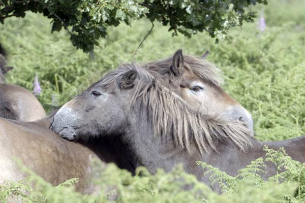 Bild 1 von 3: Exmoor Ponys.