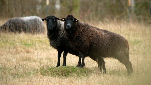 Bild 1 von 5: Das Rauhwollige Pommersche Landschaf ist auch auf Rügen zu Hause - eine vom Aussterben bedrohte alte Haustierrasse.