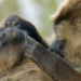 Die Sprache der Tiere