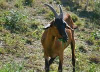 Italien, meine Liebe