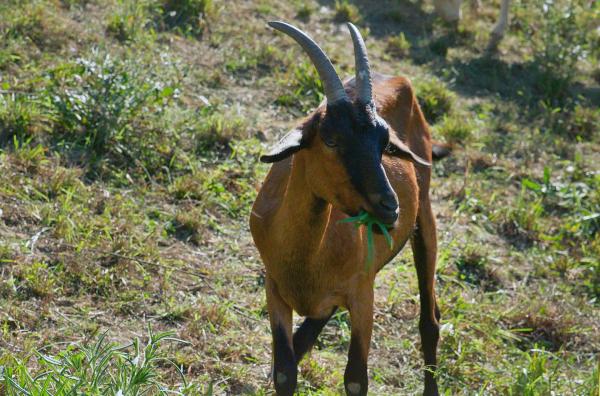 Bild 1 von 5: Aus Ziegenmilch wird der typische Robiola-Käse produziert.