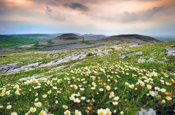 Bild 1 von 7: Auf den ersten Blick wirkt der Burren wie ausgestorben, doch das Leben gedeiht hier in einer Vielfalt, wie sie sonst nirgendwo in Irland zu finden ist. So entfalten seltene arktische und mediterrane Blühpfanzen ihre Pracht in den Felsspalten.