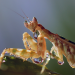 Insekten - Die heimlichen Herrscher