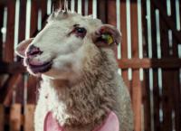Sheep