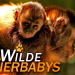 Wilde Tierbabys