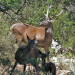Sardinien