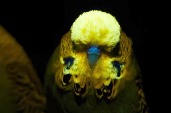 Bild 1 von 4: Wellensittiche nutzen Fluoreszenz, um für das andere Geschlecht attraktiver zu erscheinen. Wenn sie sich betrachten, zeigen sie einander ihre fluoreszierende Schädeldecke.