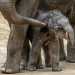 Die wilden 12 - Unsere Zoos im Westen