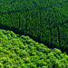 Unsere Wälder