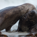 Fight Club der Tiere - Tierische Höchstleistung