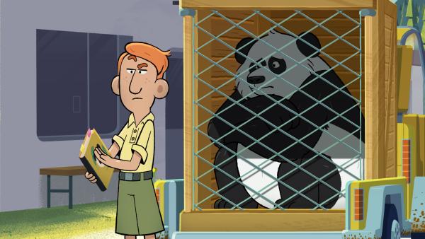 Bild 1 von 3: Dietmar, der Betreuer von Huan, schaut bei der Suche nach einem neuen Zuhause für den Panda ganz genau darauf, dass alles nach Vorschrift läuft.