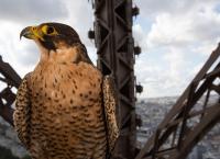 Paris - Stadt der Tiere