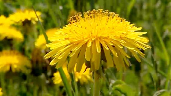 Bild 1 von 8: Löwenzahn.
