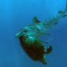 Meister der Jagd am Great Barrier Reef