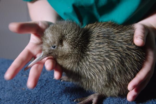 Bild 1 von 1: Das Okaritokiwi-Küken wird von Naturschützern aufgezogen, bis es groß genug ist, sich in freier Wildbahn gegen räuberische Säugetiere zu wehren.
