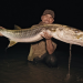 Giganten unter Wasser - Riesenfischen auf der Spur