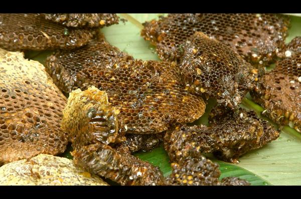 Bild 1 von 3: Die Honigjäger riskieren Kopf und Kragen, um an das süße Gold in den Baumwipfeln zu gelangen. Dafür werden sie mit einer reichen Ausbeute belohnt.