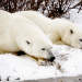 Die Eisbären von Manitoba