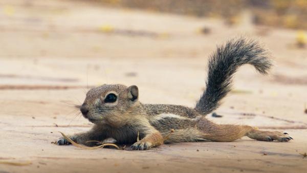 Bild 1 von 15: Harris-Antilopenziesel legen sich bäuchlings auf kühleren Sand im Schatten, um ihre Körpertemperatur zu senken.