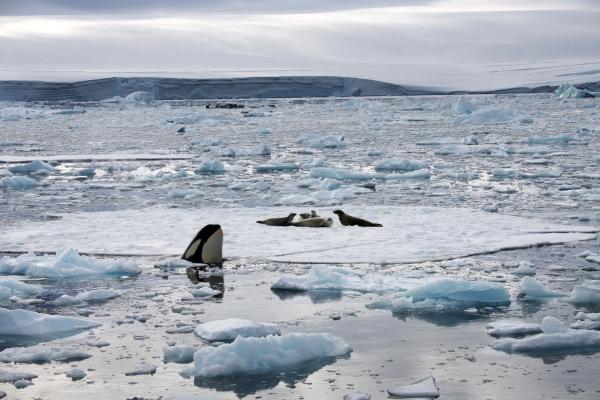 Bild 1 von 10: Seeleoparden retten sich auf eine Eisscholle und bleiben dennoch im Blick der Orcas.