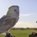 Die Supersinne der Tiere