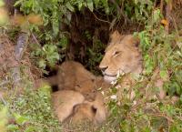 Die Großkatzen der Masai Mara