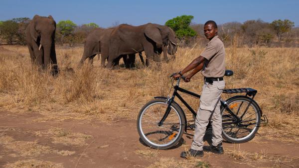Bild 1 von 15: Ranger überwachen die Umgebung der Dörfer, um die Menschen zu warnen, wenn Wildtiere wie Elefanten gefährlich nahekommen.