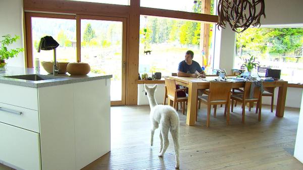 Bild 1 von 10: Im Bild: Manchmal verirrt sich ein Alpaka ins Wohnzimmer.