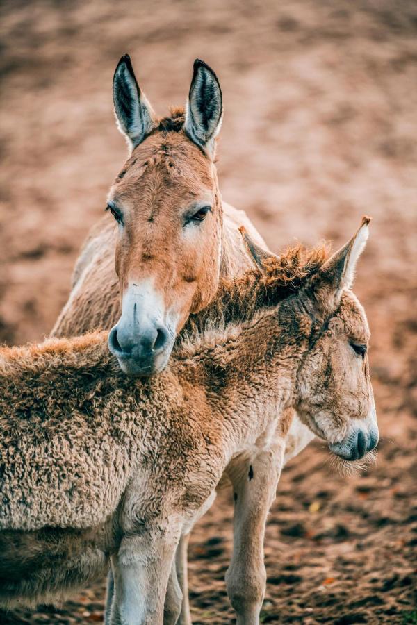 Bild 1 von 5: Im Bild: Onager mit Jungtier.