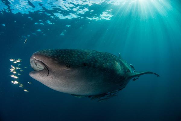 Bild 1 von 13: Ein Walhai in den Gewässern von Indonesien.