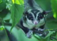 Wildes Indonesien