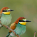 Der wilde Norden
