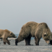 Russlands wildes Meer