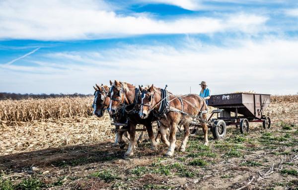 Bild 1 von 5: Im Bild: Drei Pferde ziehen ein landwirtschaftliches Gerät, ein Amish steht auf dem Wagen und hält die Zügel.