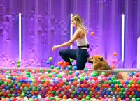 Top Dog Germany - Der beste Hund Deutschlands