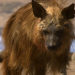 Afrikas Wilder Westen