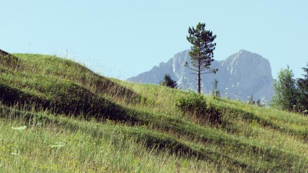 Bild 1 von 3: Eine Buckelwiese.