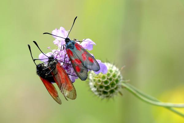 Bild 1 von 5: Widderchen im Lauterachtal. - Eine Landschaft, bei der man ins Träumen gerät: malerische Flusstäler, duftende Wacholderheiden, bunte Blumenwiesen, schattige Wälder, geheimnisvolle Höhlen, beeindruckende Fels-Riesen und der Duft von Thymian und Salbei. Eine Szenerie, die einen gedanklich in südlichere, mediterrane Gefilde katapultiert, in die Toskana oder die Provence. Doch diese Toskana liegt in Ostbayern: der Bayerische Jura, ein Eldorado für Pflanzen und Tiere.