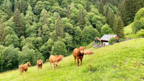 Bild 1 von 7: Im Bild: Rinder auf der Kölblalm.