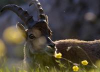 Slowenien - Am Puls der Wildnis